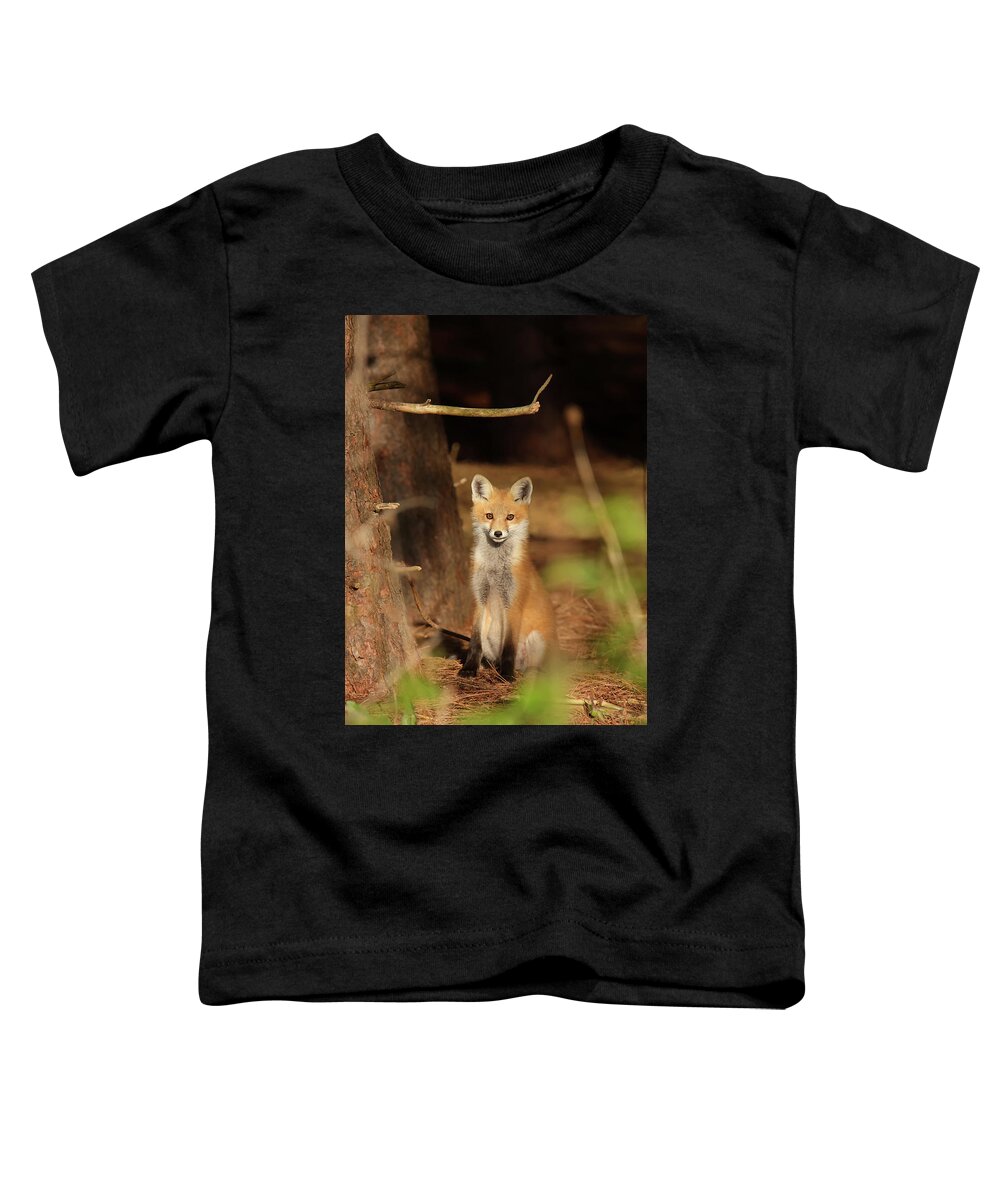 Red Fox Toddler T-Shirt featuring the photograph Red Fox #4 by Brook Burling
