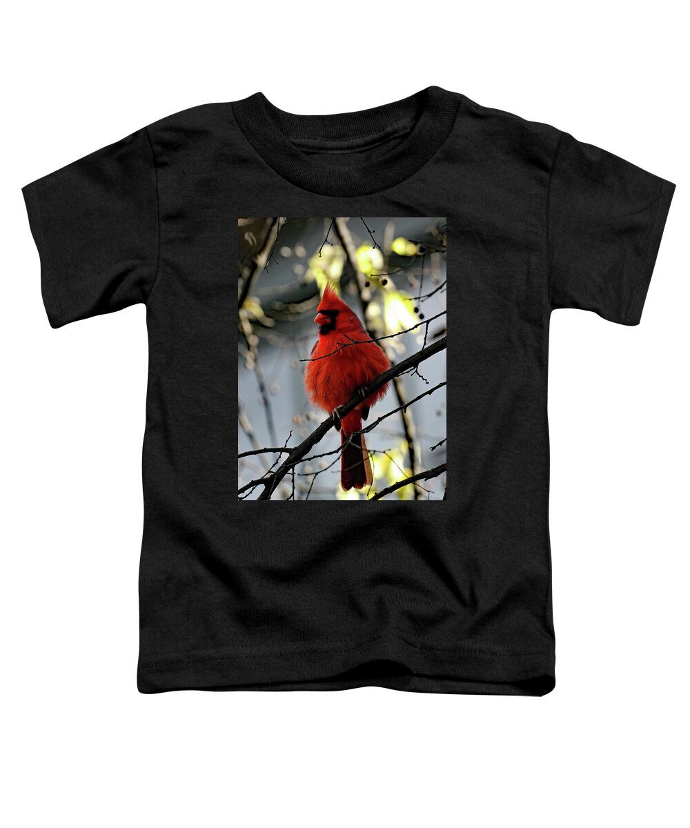 Cardinal Toddler T-Shirt featuring the photograph All Fluff    by Jennifer Robin