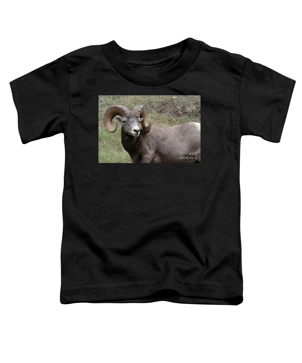 Ram Toddler T-Shirt featuring the photograph Big Horn Ram 1 by Bob Christopher
