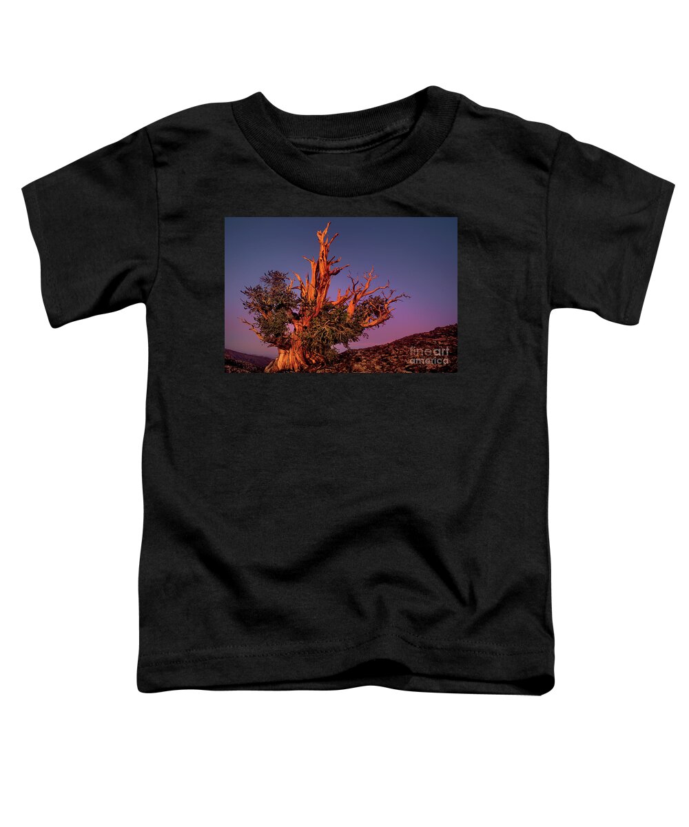 Dave Welling Toddler T-Shirt featuring the photograph Bristelcone Pine Pinus Longeava Sunset California by Dave Welling