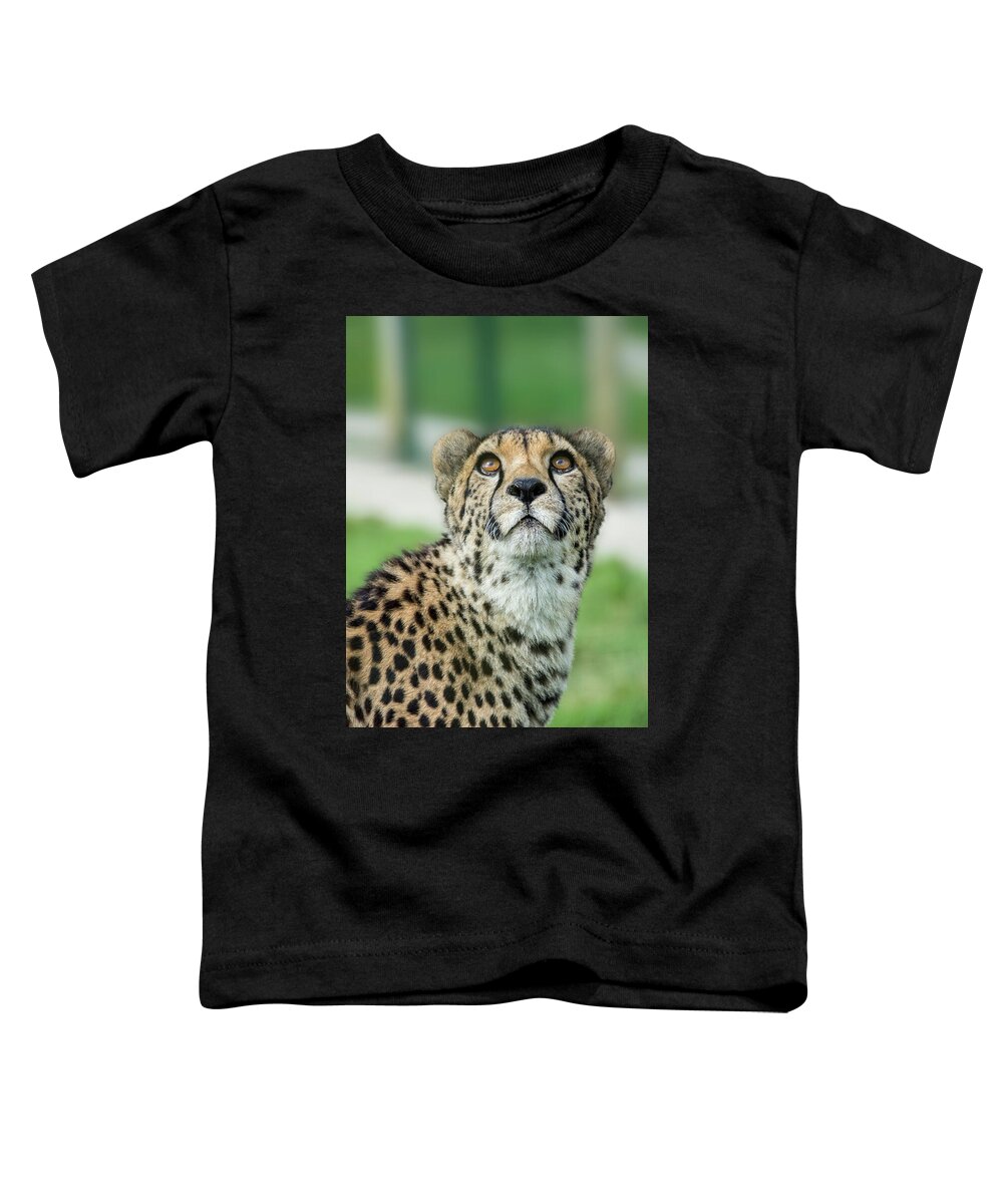 Cheetah Toddler T-Shirt featuring the photograph Cheetah caught in an upward gaze by Gareth Parkes