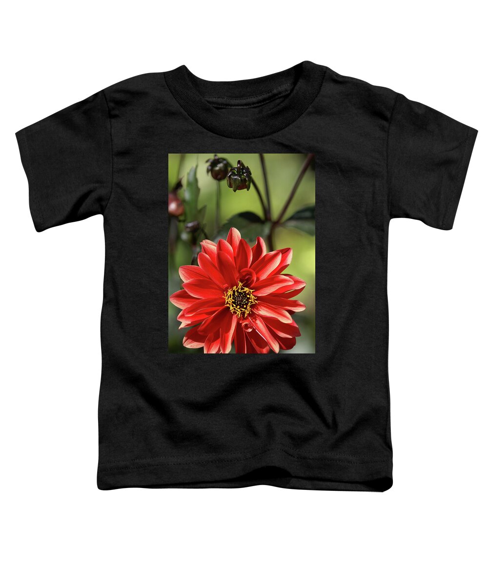 Dahlia Toddler T-Shirt featuring the photograph Dahlia Bishop of Llandaff by Olivier Parent