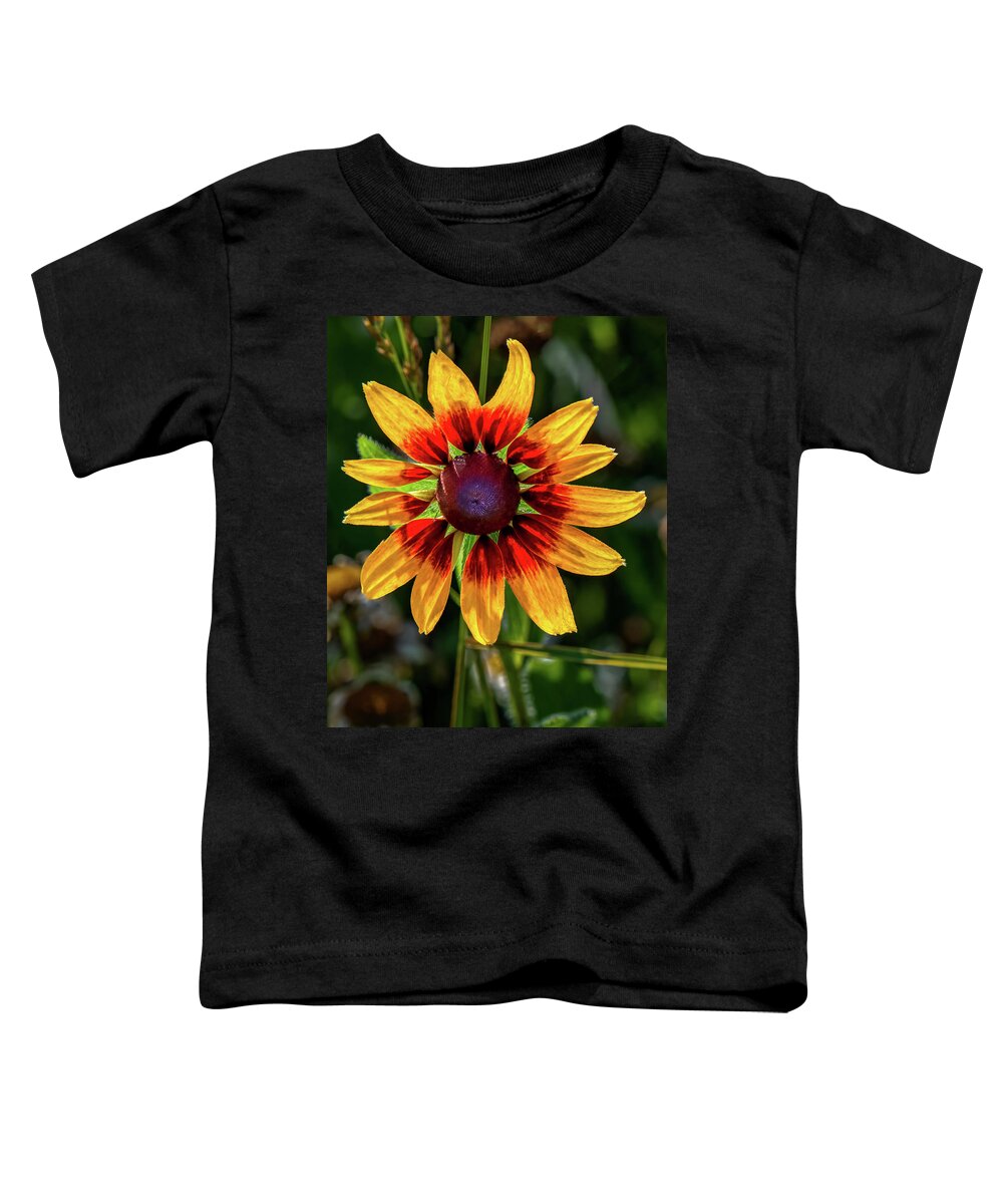 Colors Toddler T-Shirt featuring the photograph Daisy in sunlight by Brian Shoemaker