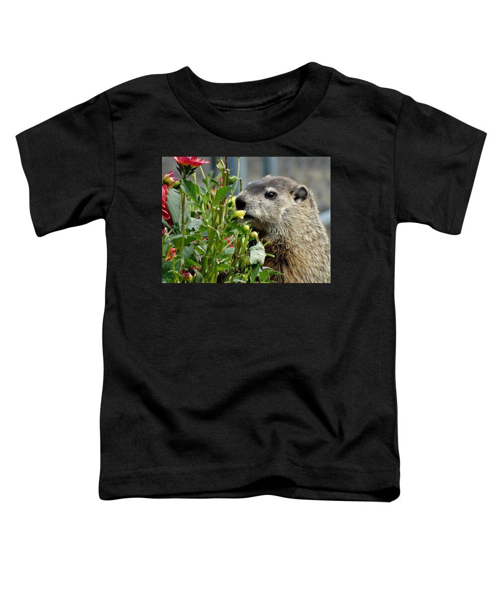 Groundhog Toddler T-Shirt featuring the photograph Groundhog In October by Susan Sam