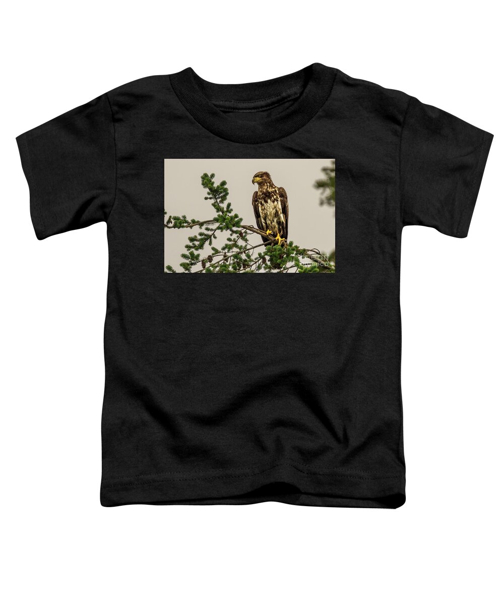 Bald Eagle Toddler T-Shirt featuring the photograph Immature Bald Eagle at Camano Island, Washington by Nancy Gleason
