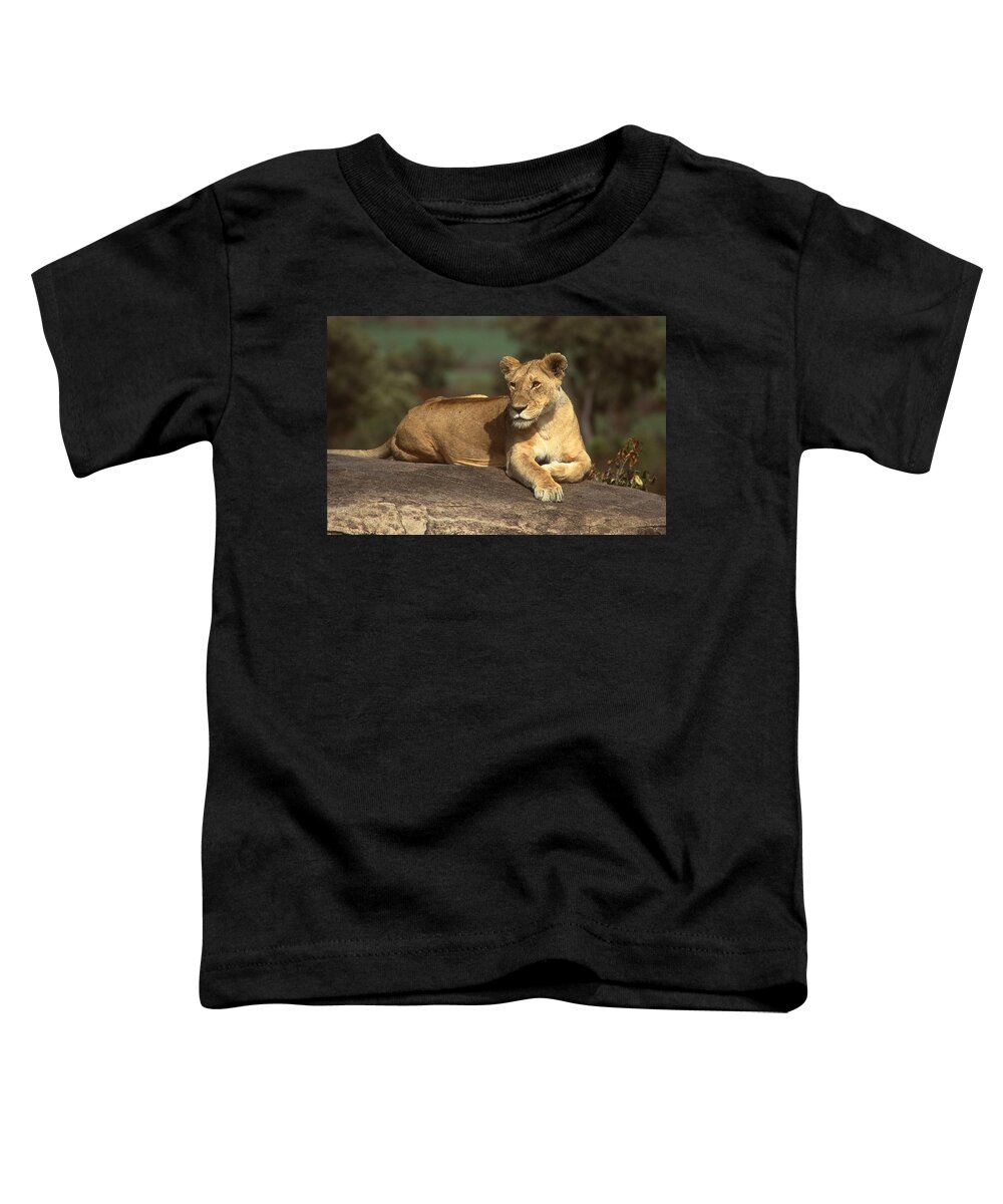 Africa Toddler T-Shirt featuring the photograph Lioness Sunning Herself by Russel Considine