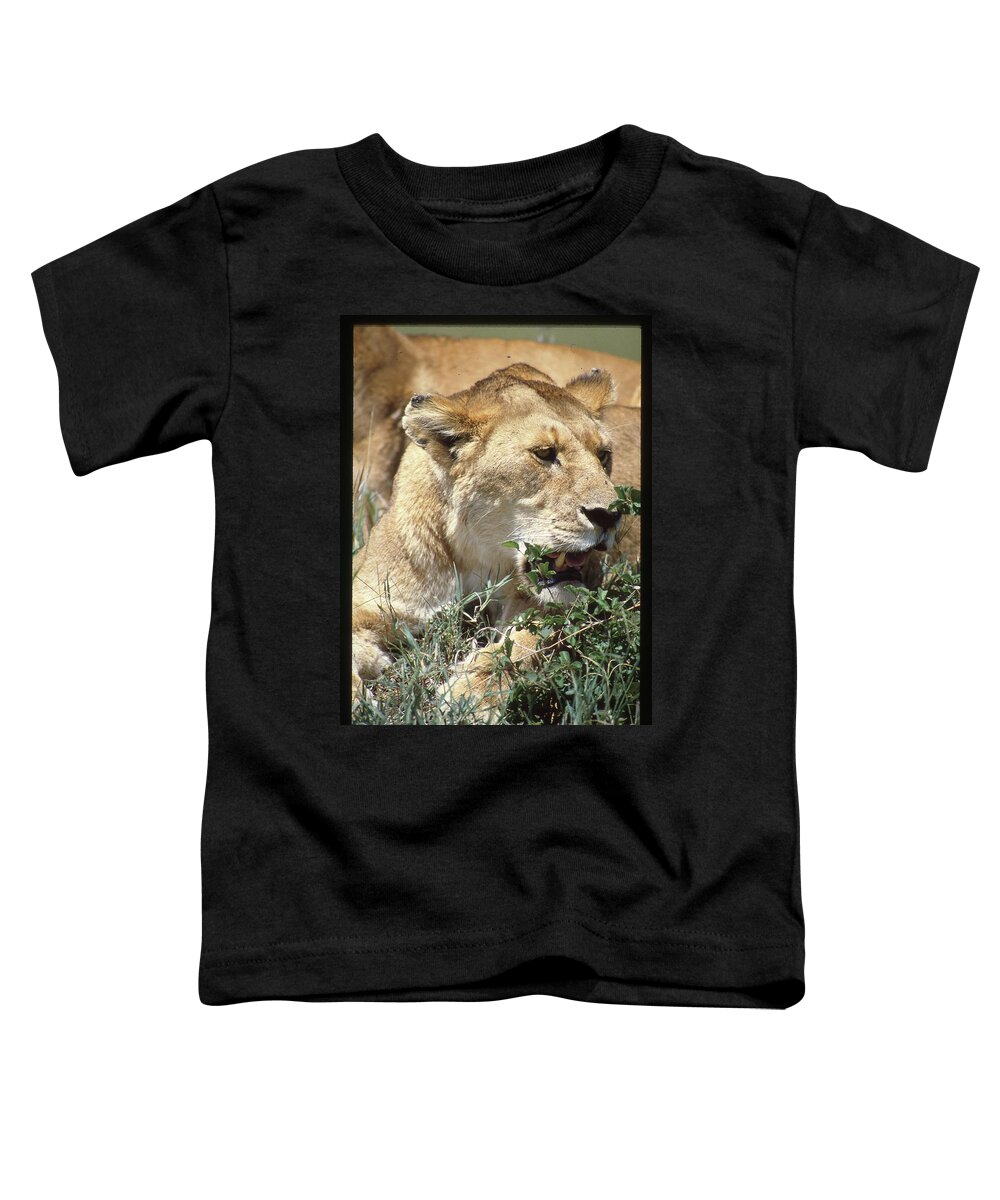 Africa Toddler T-Shirt featuring the photograph Lioness Up Close Portrait by Russel Considine