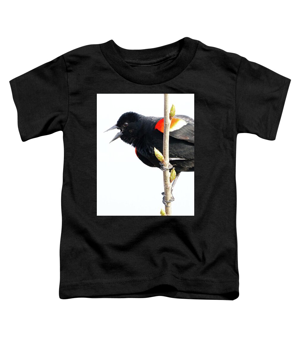 Blackbird Toddler T-Shirt featuring the photograph Redwinged Blackbird and Buds by Flinn Hackett