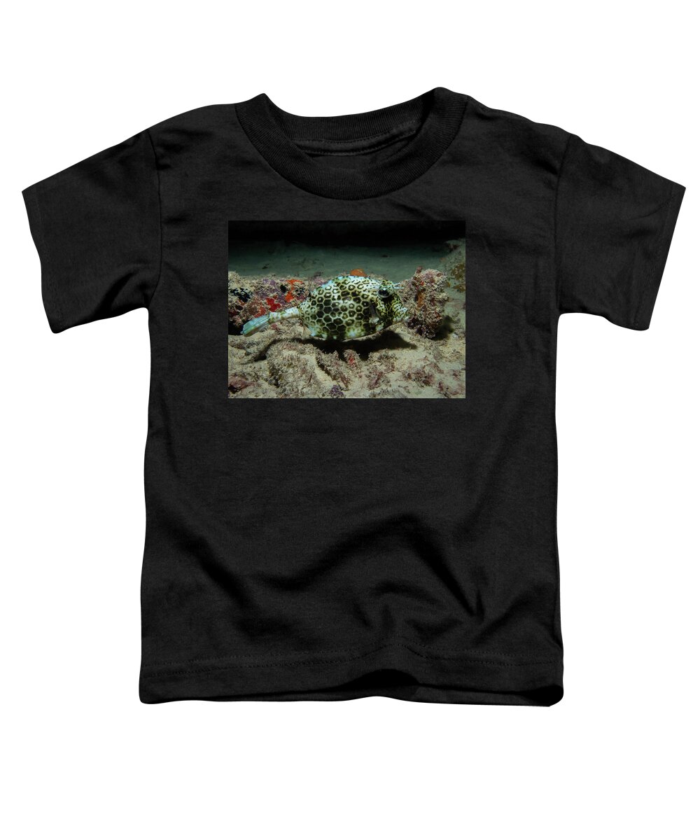 Cowfish Toddler T-Shirt featuring the photograph Scrawled cowfish by Brian Weber