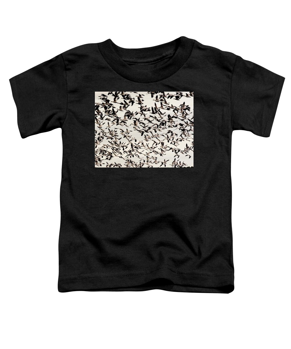 Birds Toddler T-Shirt featuring the photograph Snow Geese by Minnie Gallman