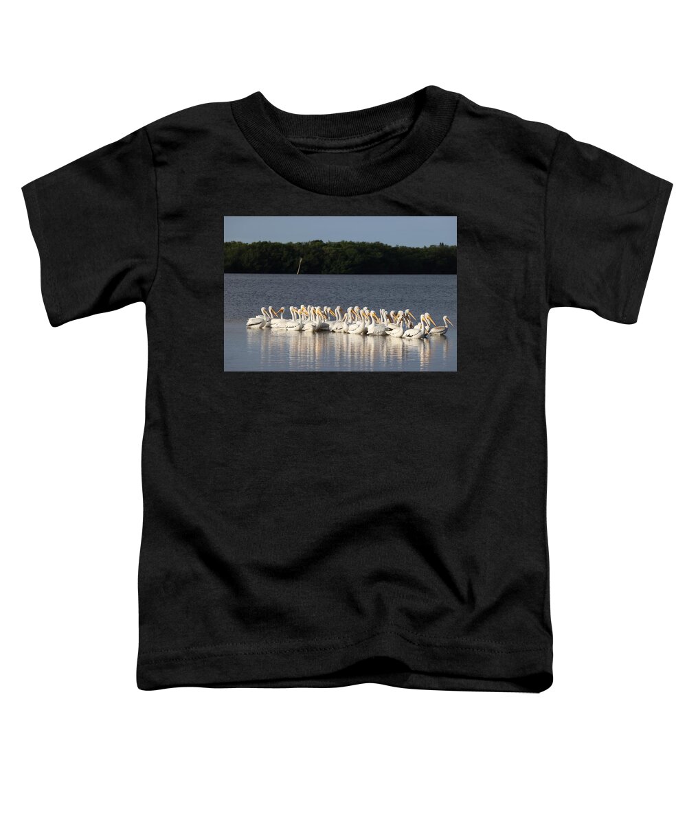 White American Pelican Toddler T-Shirt featuring the photograph White American Pelicans by Mingming Jiang