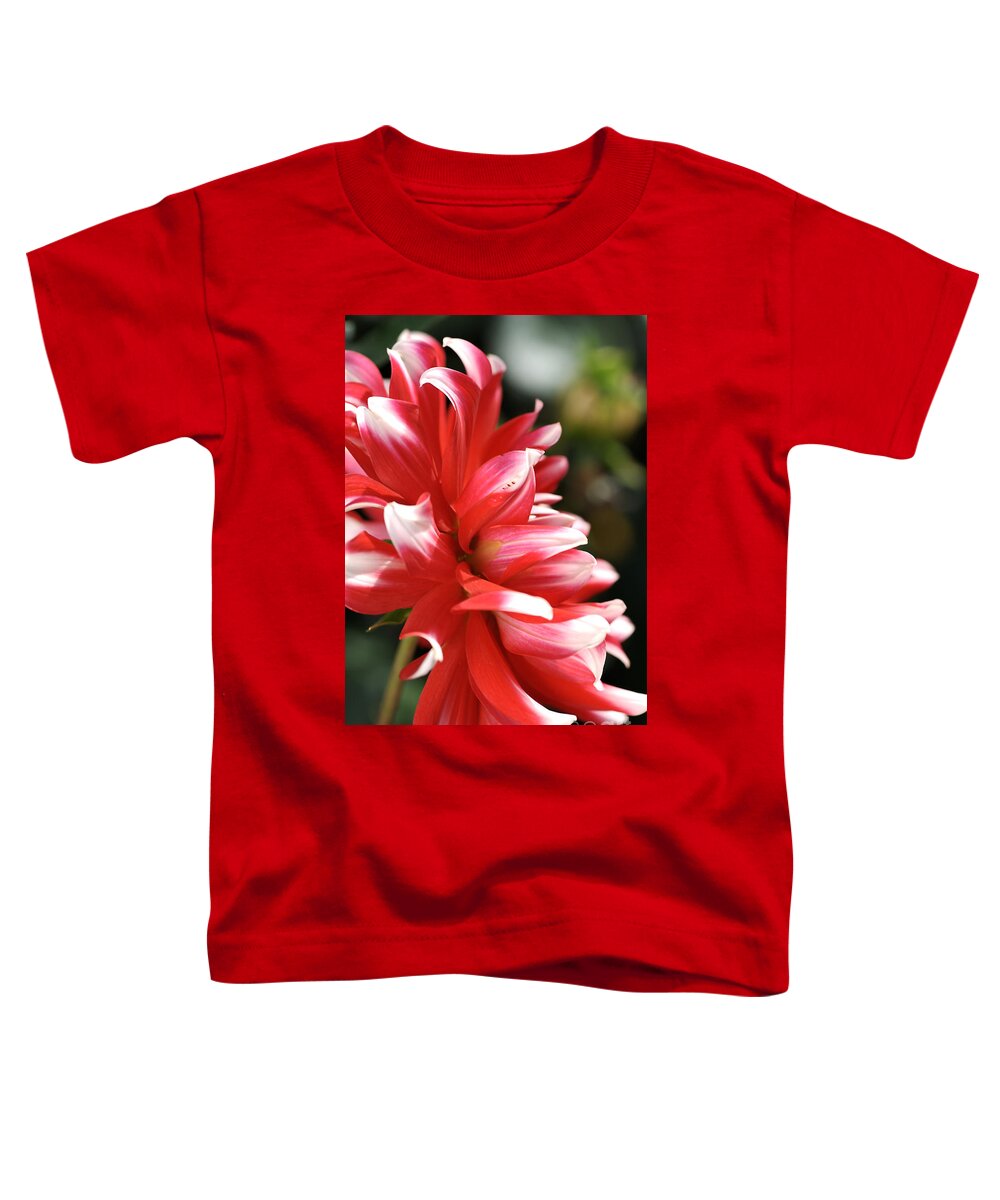 Fire And Ice Toddler T-Shirt featuring the photograph Flower-dahlia-red-white #1 by Joy Watson