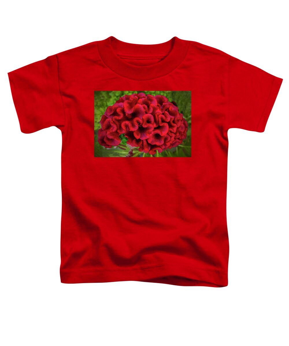 Cockscomb Toddler T-Shirt featuring the photograph Red #1 by Dave Bosse