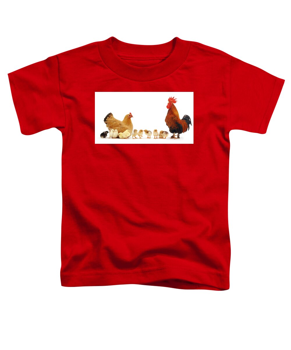 Chicken Toddler T-Shirt featuring the photograph Chicken family by Warren Photographic