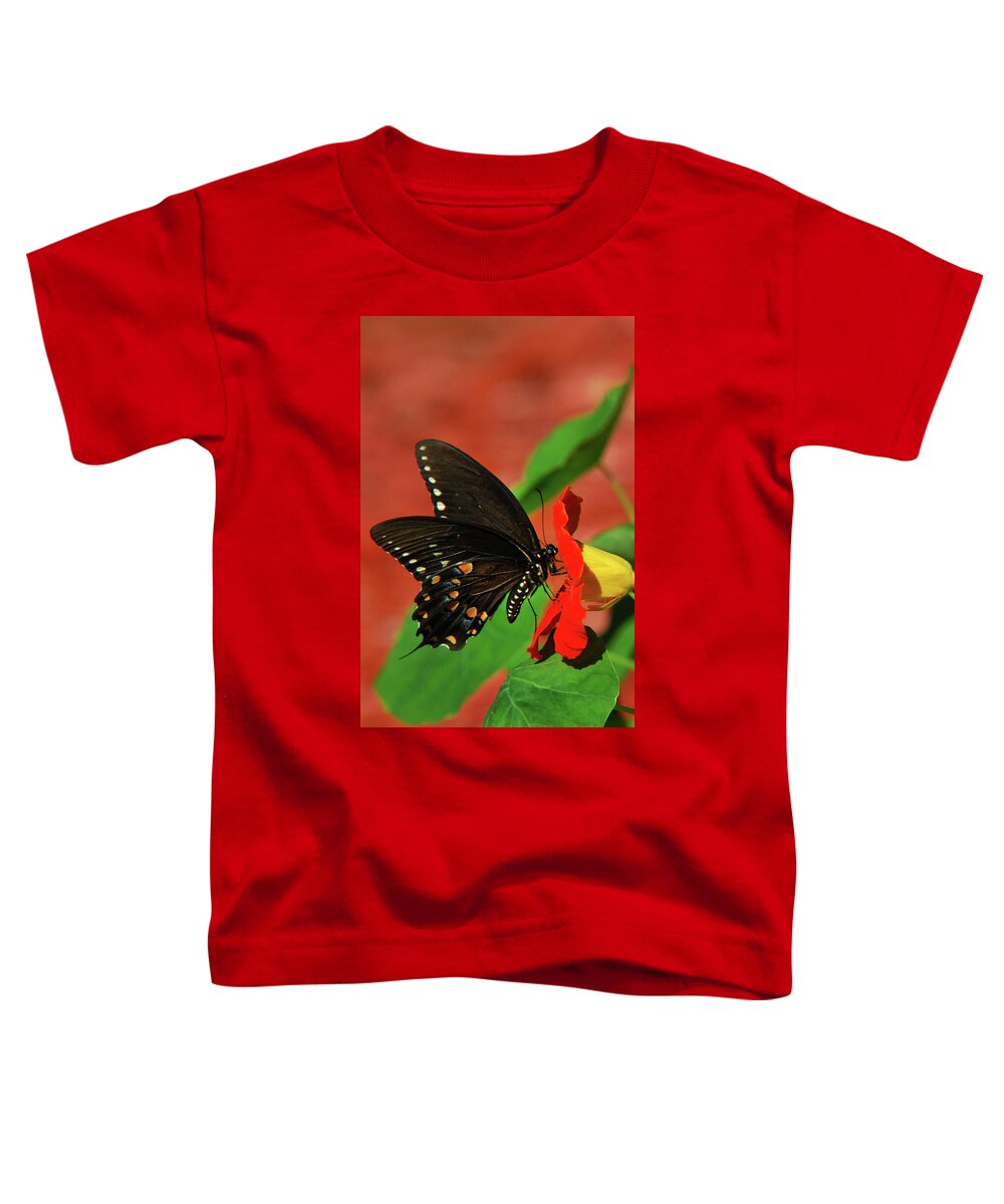 Butterflies Toddler T-Shirt featuring the photograph Eastern Black Swallowtail Butterfly by Christina Rollo