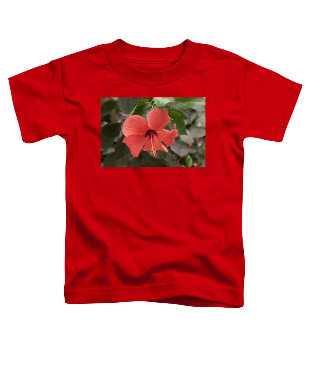 Flower Toddler T-Shirt featuring the photograph Red Hibiscus Flower by Tim Abeln