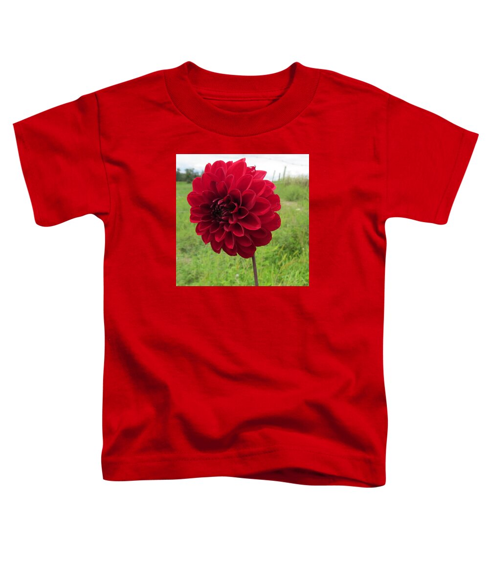 Flower Toddler T-Shirt featuring the photograph Red, Red, Red by Jeanette Oberholtzer