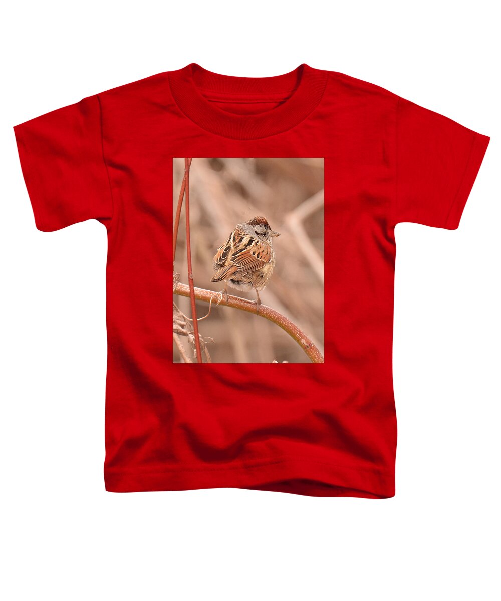 Bird Toddler T-Shirt featuring the photograph Swamp Sparrow by Alan Lenk