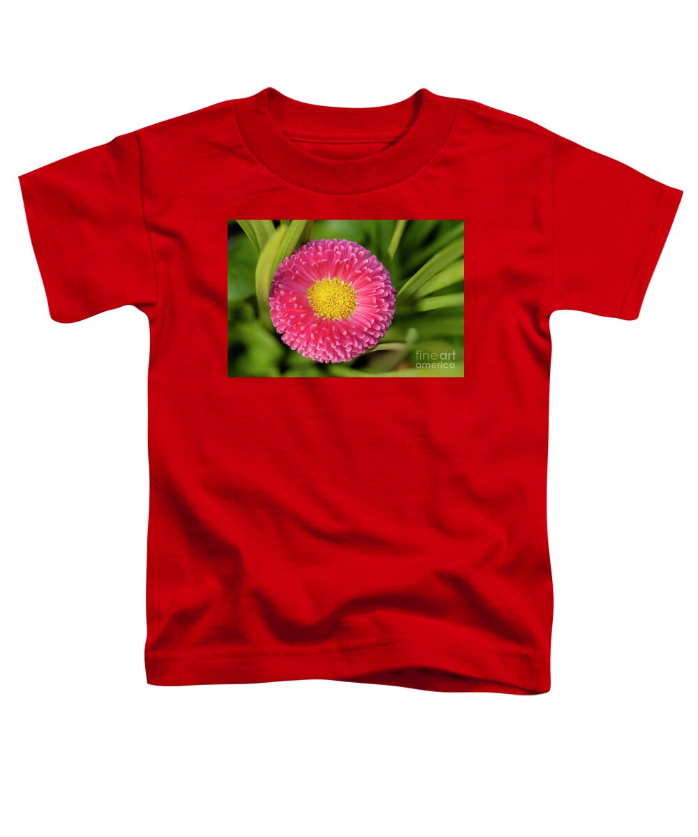 Spring Toddler T-Shirt featuring the photograph Bellis daisy flower close up in spring time by Simon Bratt