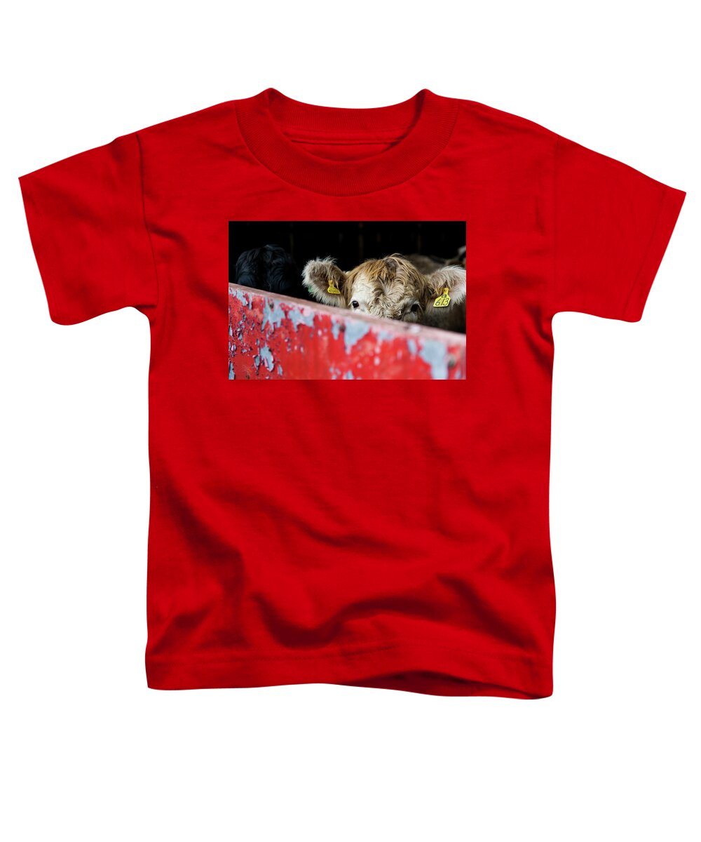 Young Cow Toddler T-Shirt featuring the photograph Young blonde cow and red metal barn door by Anita Nicholson