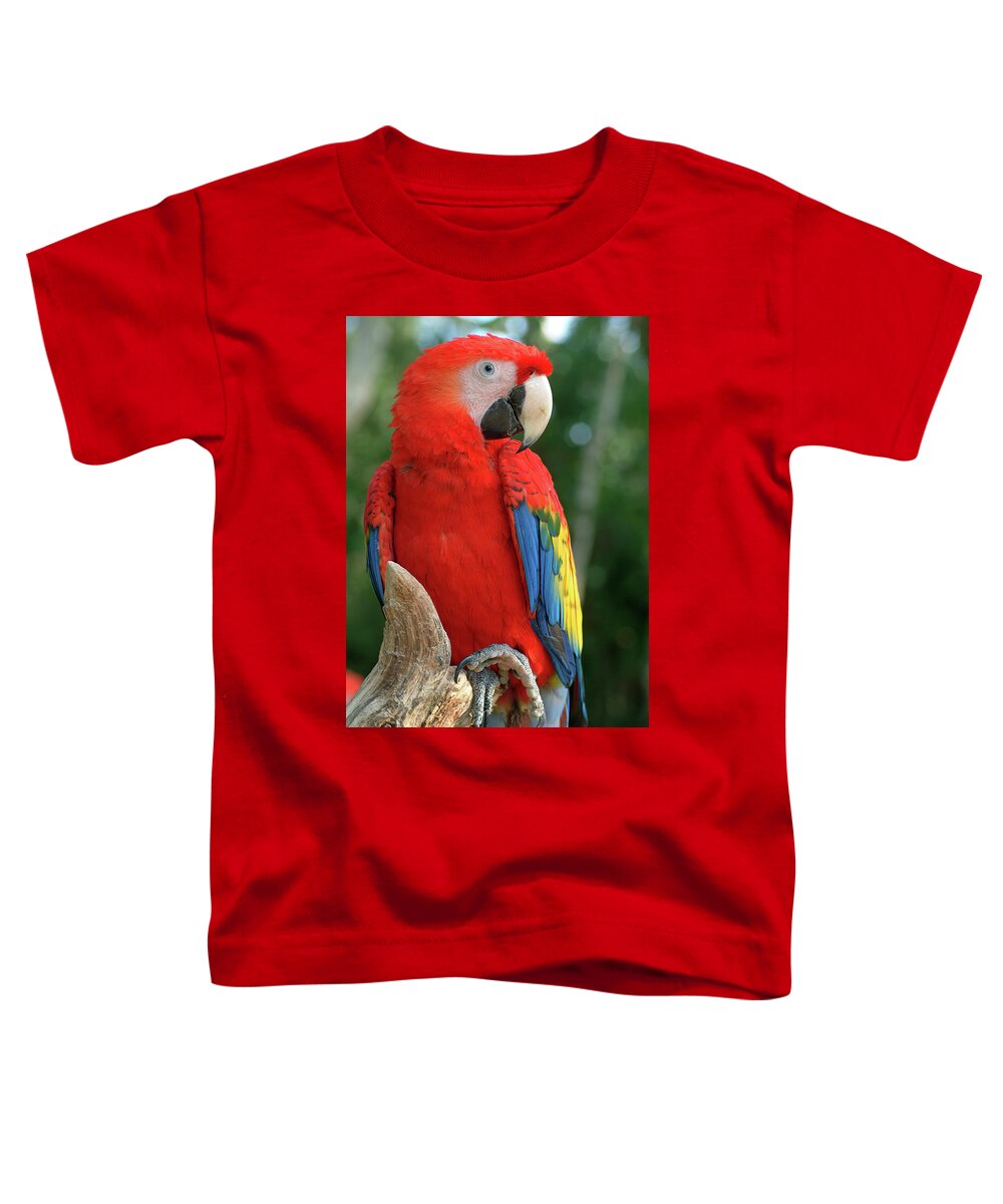 Scarlet Macaw Toddler T-Shirt featuring the photograph Colors of the Rainbow #1 by Melissa Southern