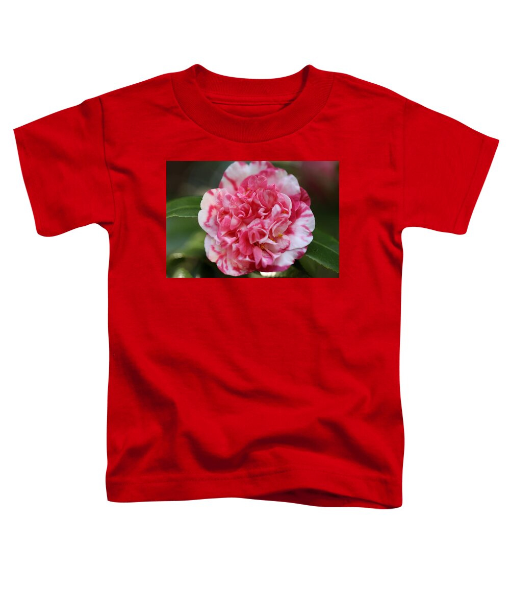 Camellia Toddler T-Shirt featuring the photograph Bi-Color Camellia III by Mingming Jiang