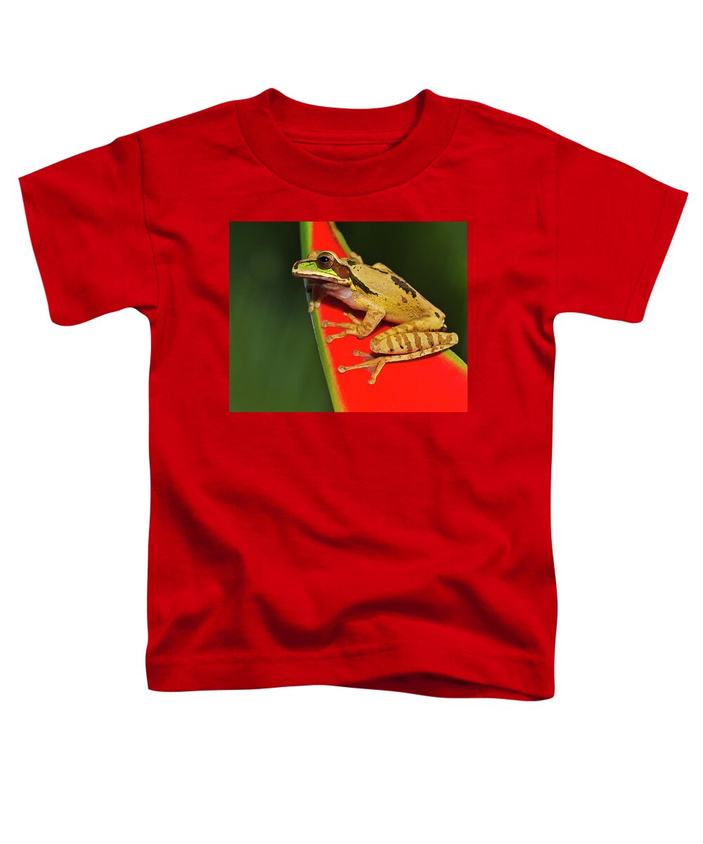 Masked Tree Frog Toddler T-Shirt featuring the photograph Disguise by Tony Beck