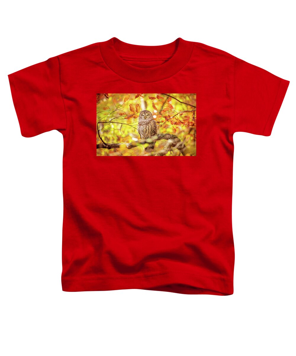 Barred Owl Toddler T-Shirt featuring the photograph Sleeping Owl In Autumn by Jordan Hill