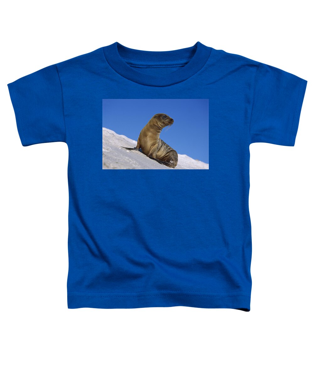 Feb0514 Toddler T-Shirt featuring the photograph Galapagos Sea Lion Pup Galapagos Islands #1 by Tui De Roy