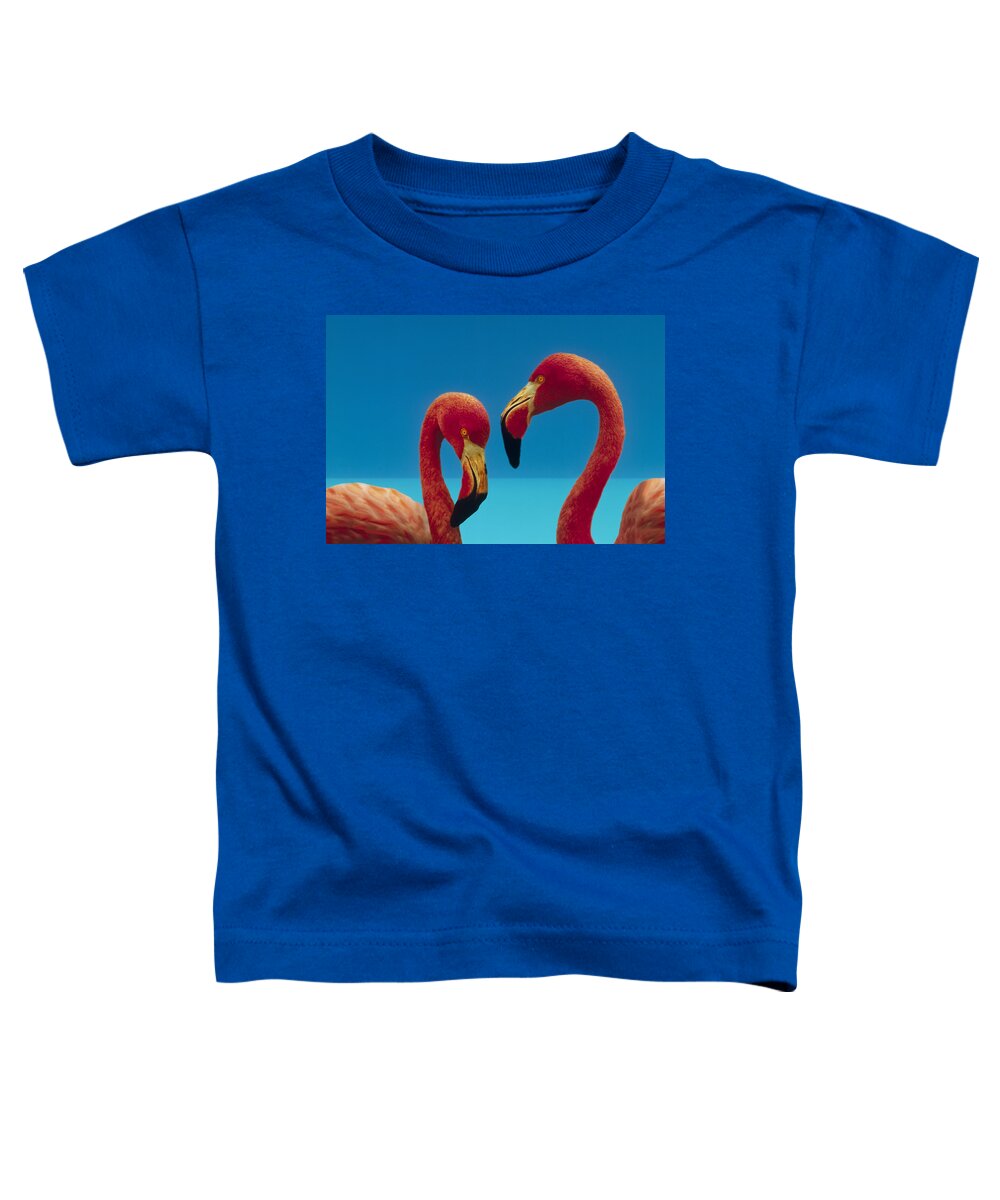 00172310 Toddler T-Shirt featuring the photograph Greater Flamingo Phoenicopterus Ruber #2 by Tim Fitzharris