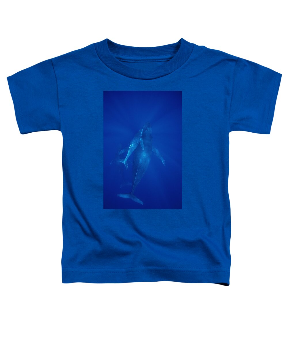 Feb0514 Toddler T-Shirt featuring the photograph Humpback Whale Cow Calf And Male Escort by Flip Nicklin