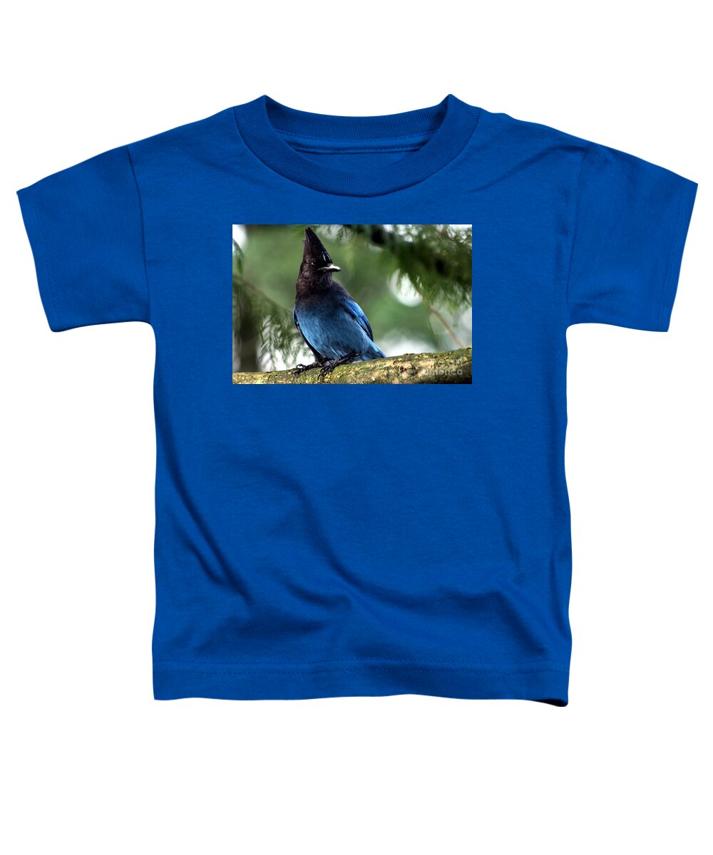 Blue Bird Toddler T-Shirt featuring the photograph Stellar Jay #2 by Nick Gustafson