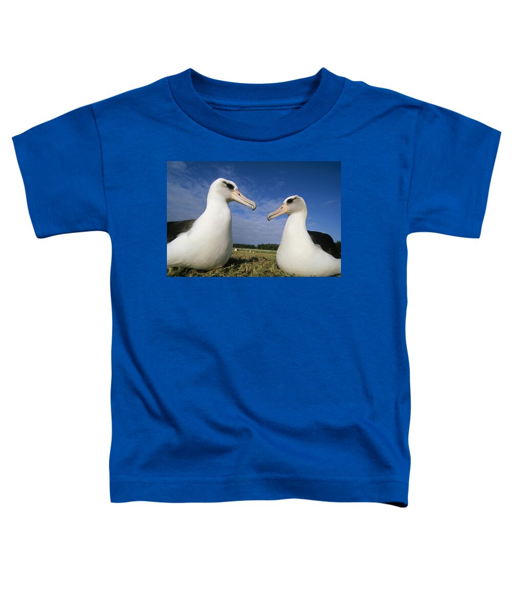 Feb0514 Toddler T-Shirt featuring the photograph Laysan Albatross Pair Hawaii by Tui De Roy