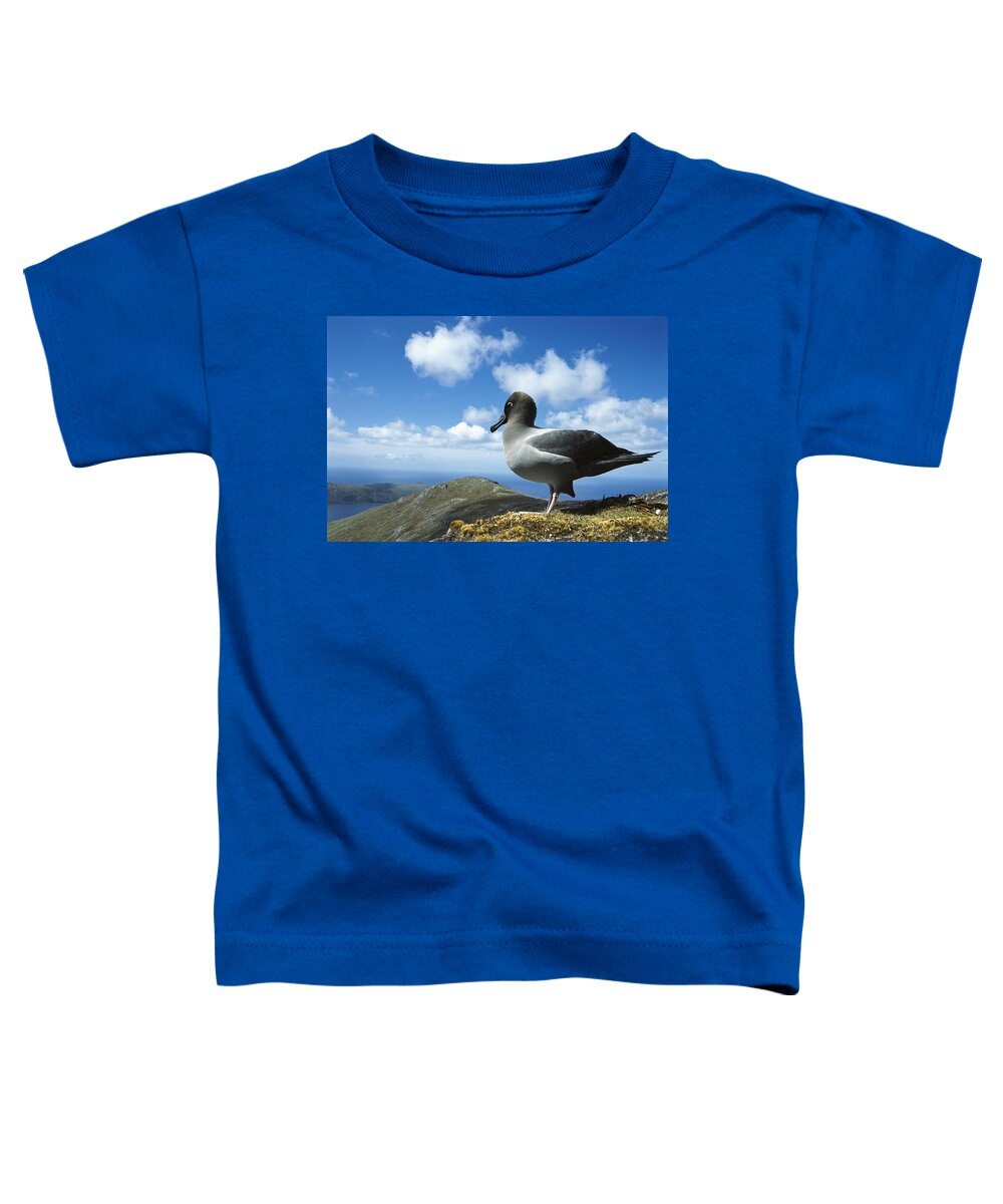 Feb0514 Toddler T-Shirt featuring the photograph Light-mantled Albatross Campbell Island by Tui De Roy