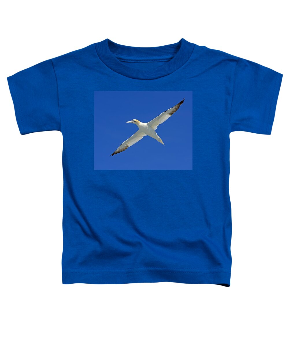 Northern Gannet Toddler T-Shirt featuring the photograph Northern Gannet by Tony Beck