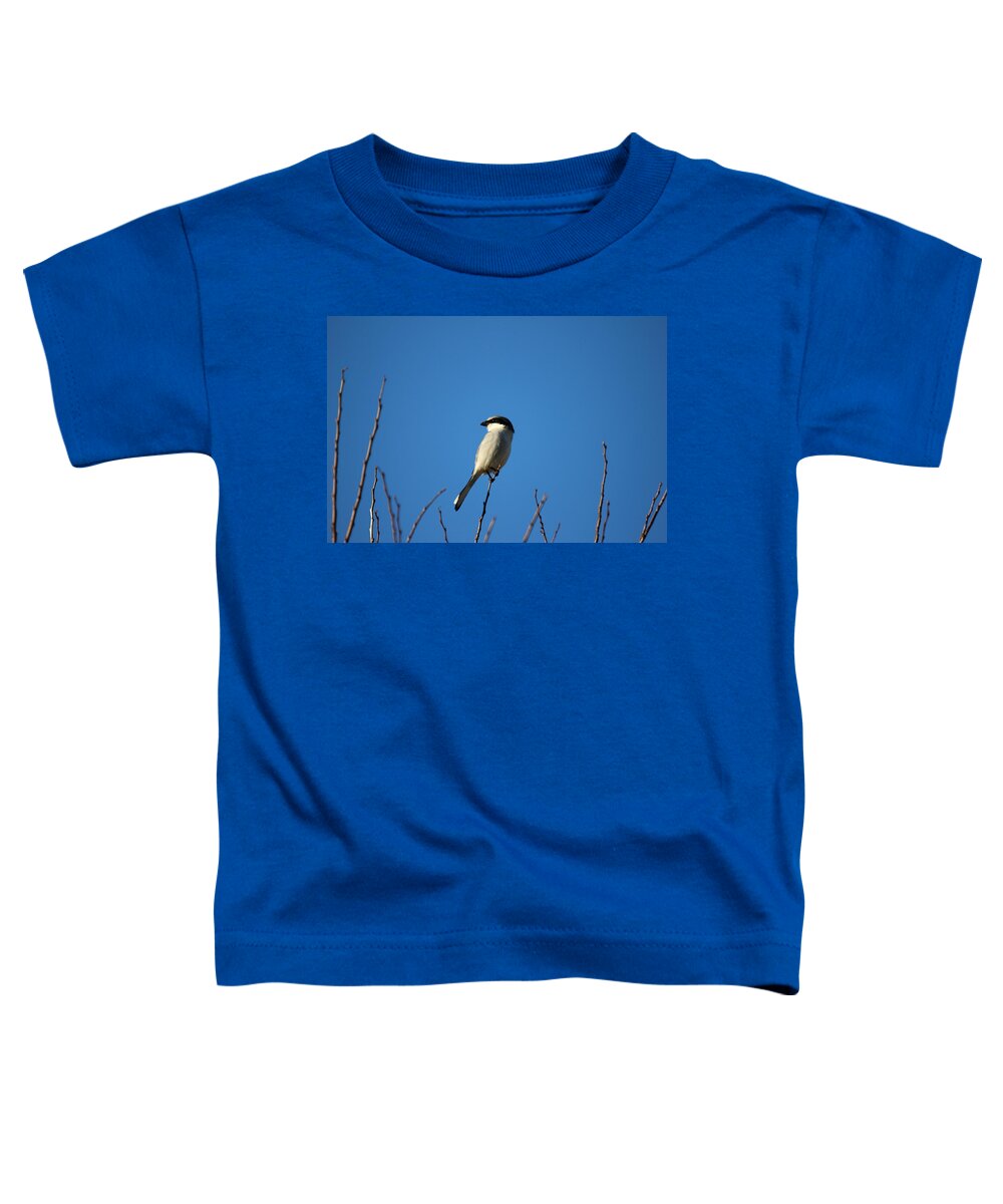 Reid Callaway Shrike Bird Images Toddler T-Shirt featuring the photograph The Predator Lookout Shrike Bird Art by Reid Callaway