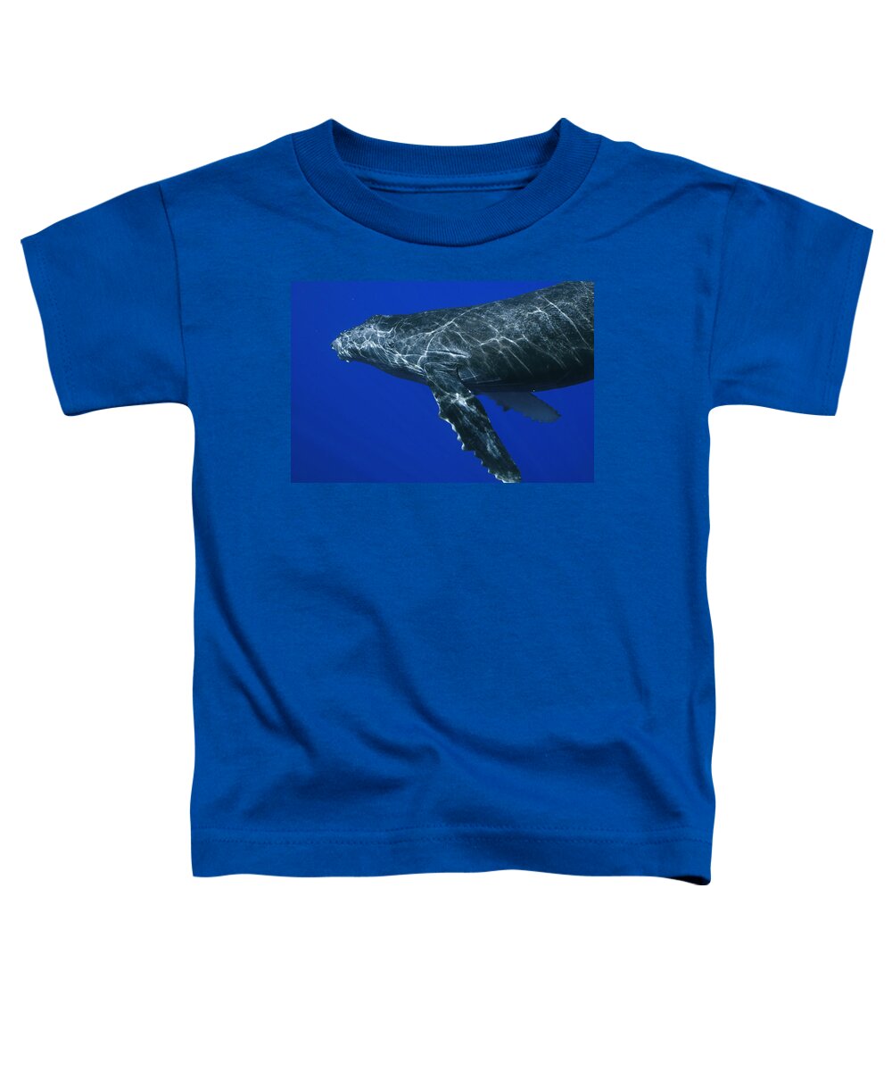 00999125 Toddler T-Shirt featuring the photograph Humpback Whale Maui Hawaii #1 by Flip Nicklin