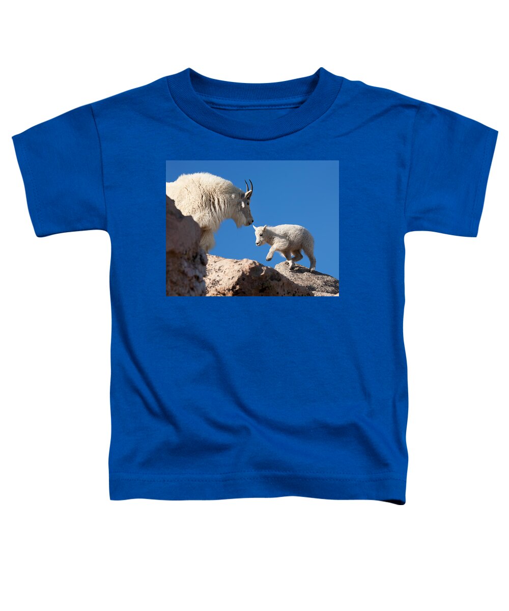 Mountain Goats; Baby; First Steps; Stepping; Encouragement; Nature; Goat; Stepping Out; Baby Goat; Mountain Goat Baby; Happy; Joy; Nature; Brothers Toddler T-Shirt featuring the photograph Baby Steps by Jim Garrison