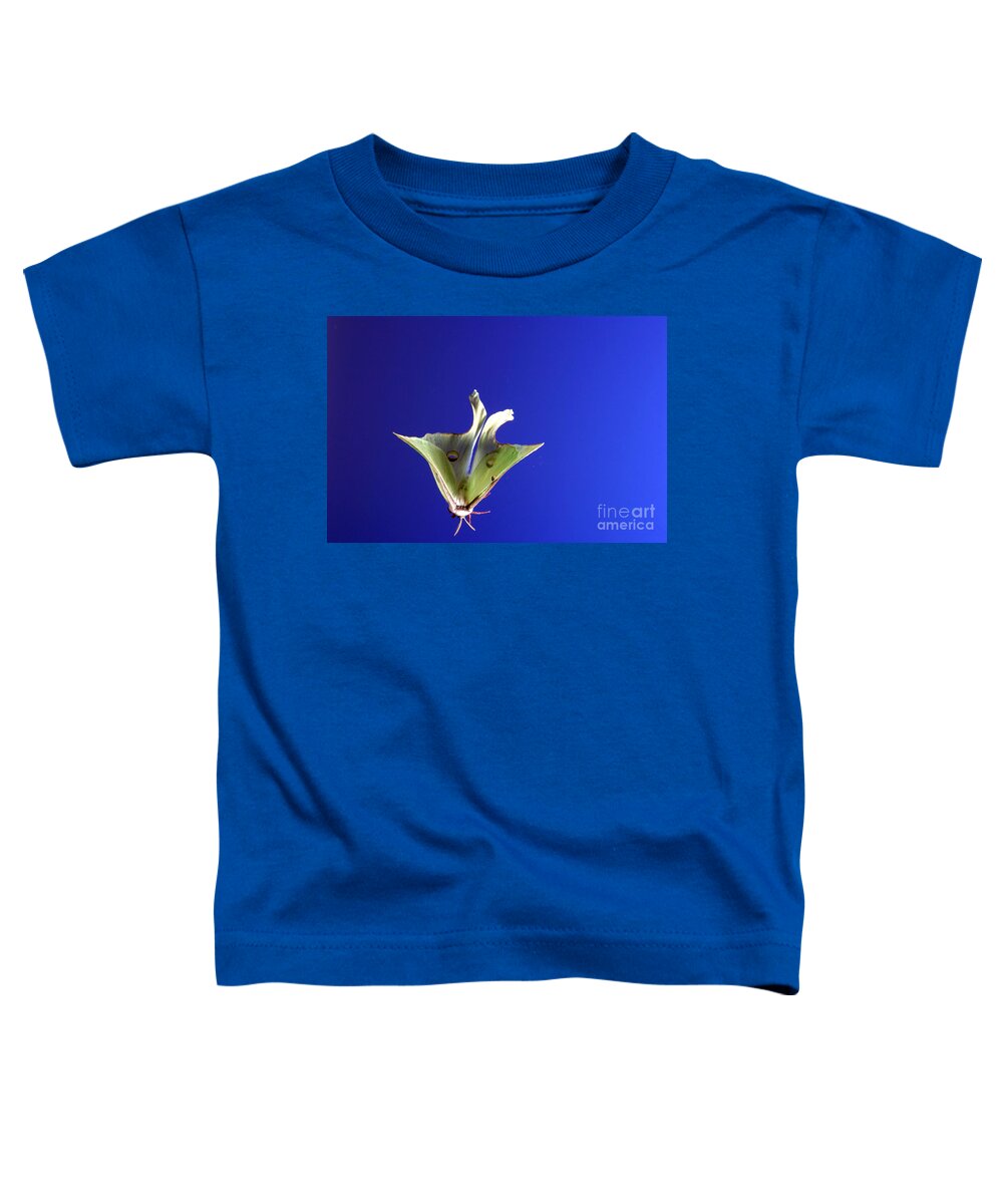 Animal. Fauna Toddler T-Shirt featuring the photograph Luna Moth In Flight by Ted Kinsman