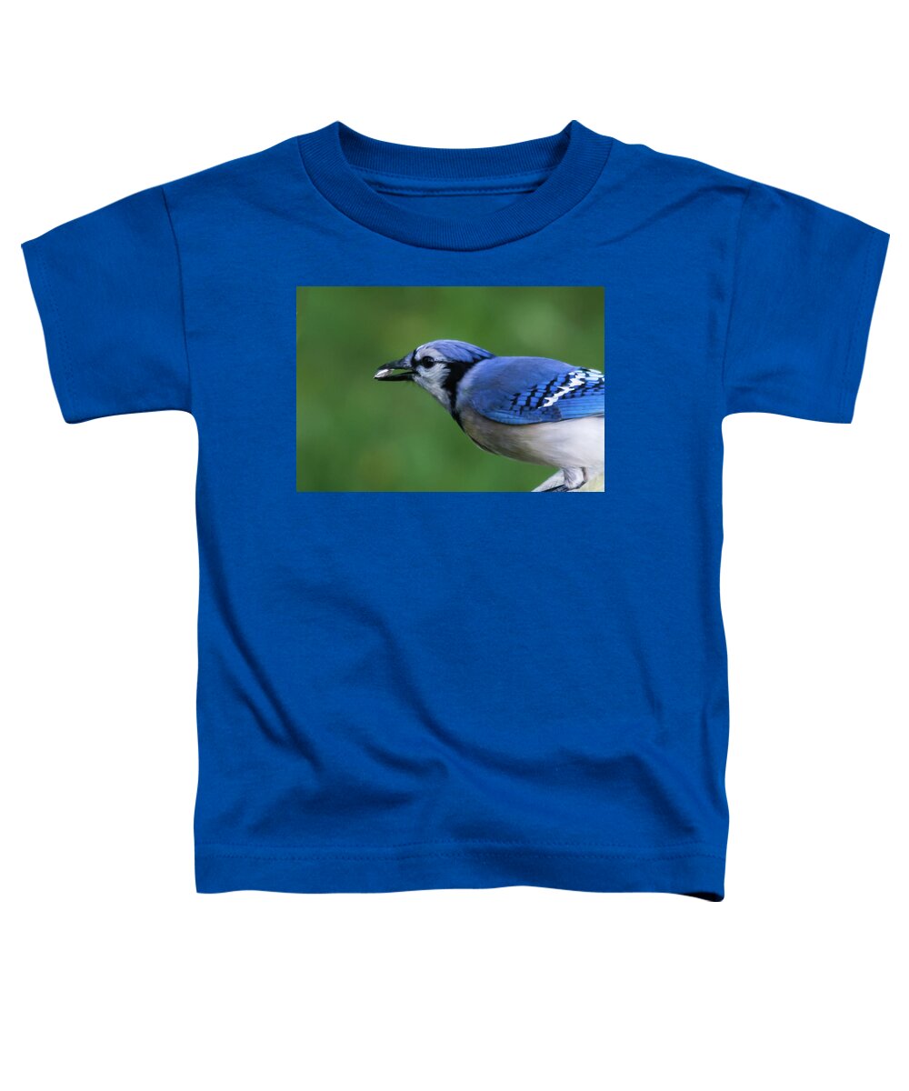Blue Jay Toddler T-Shirt featuring the photograph Blue Jay With Seed by John Benedict