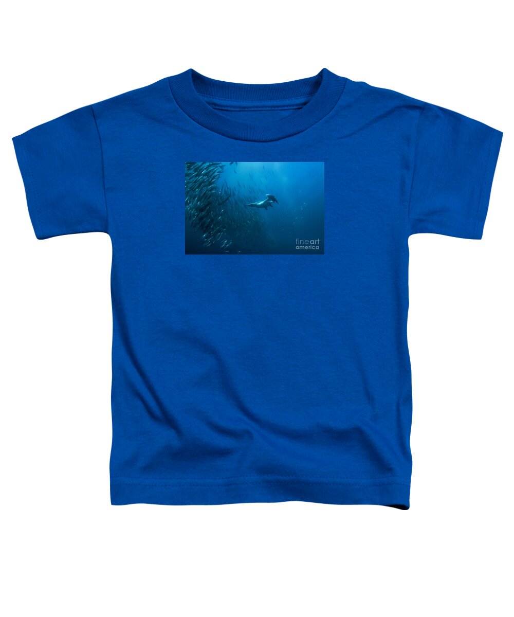 80135771 Toddler T-Shirt featuring the photograph Gannet Chasing Baitball by Colin Marshall
