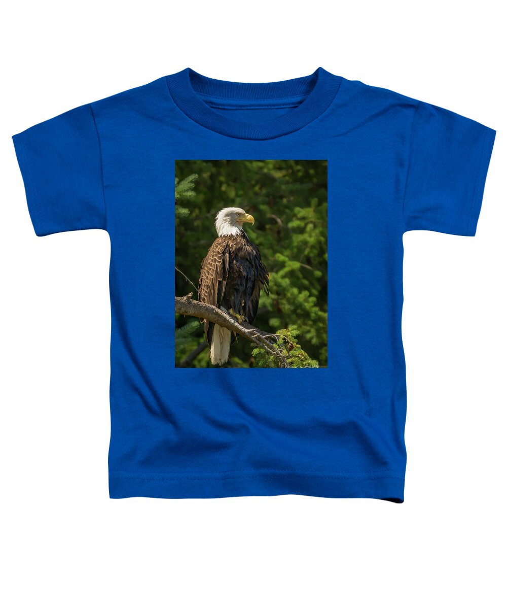 Bald Eagle Toddler T-Shirt featuring the photograph Bald Eagle in Sunlight on Camano Island by Nancy Gleason