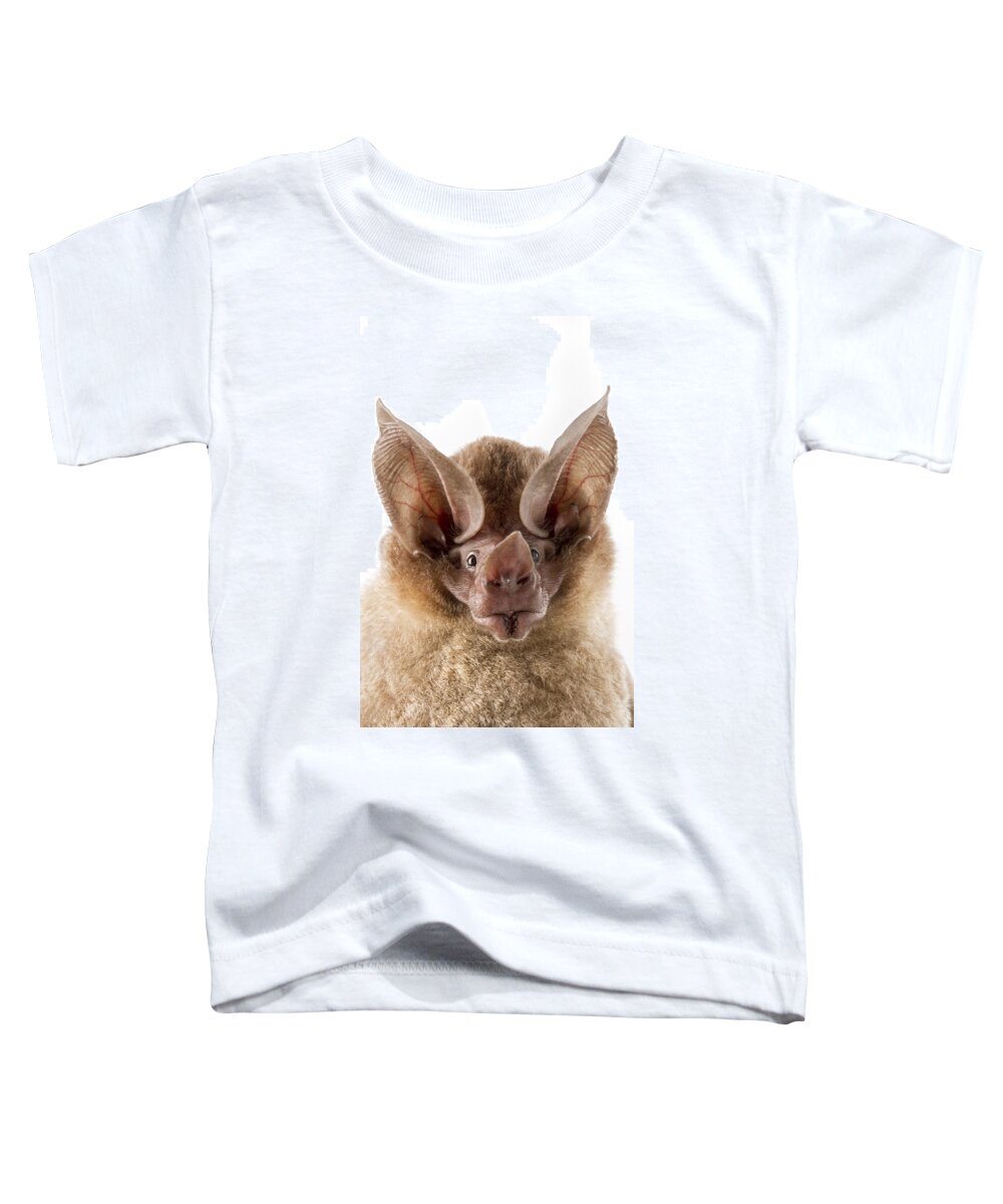 Feb0514 Toddler T-Shirt featuring the photograph Dorbignys Round-eared Bat Suriname #1 by Piotr Naskrecki