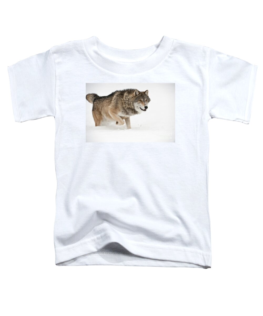 Canis Lupus Toddler T-Shirt featuring the photograph Wolf In Winter #9 by John Shaw
