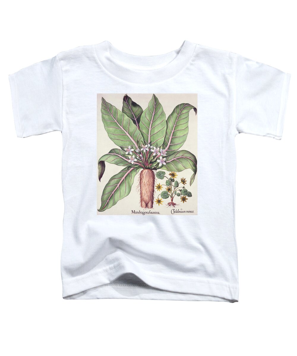 Poisonous Plant Toddler T-Shirt featuring the drawing Autumn Mandrake by German School