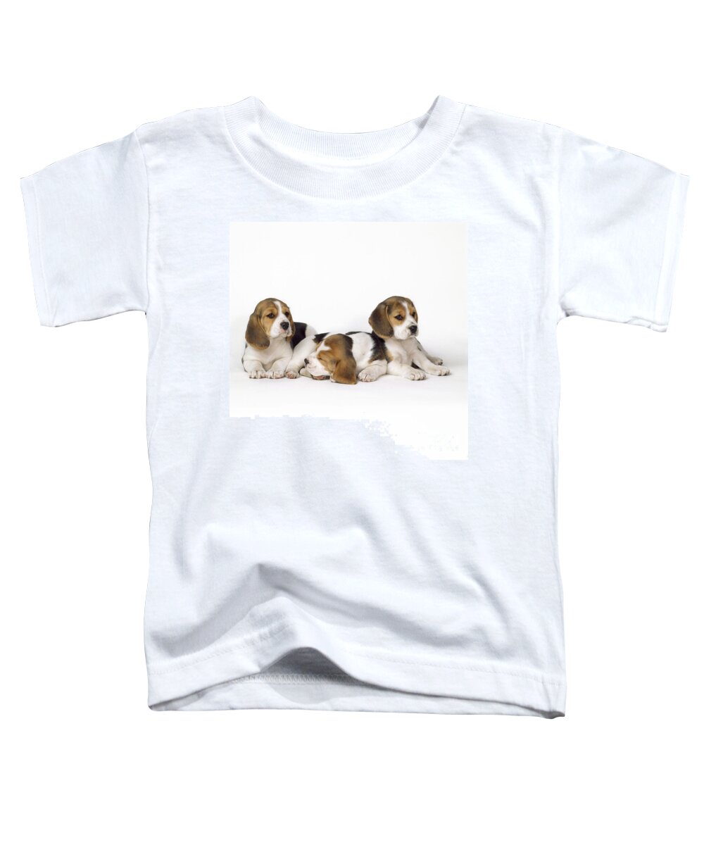 Beagle Toddler T-Shirt featuring the photograph Beagle Puppies, Row Of Three, Second by John Daniels