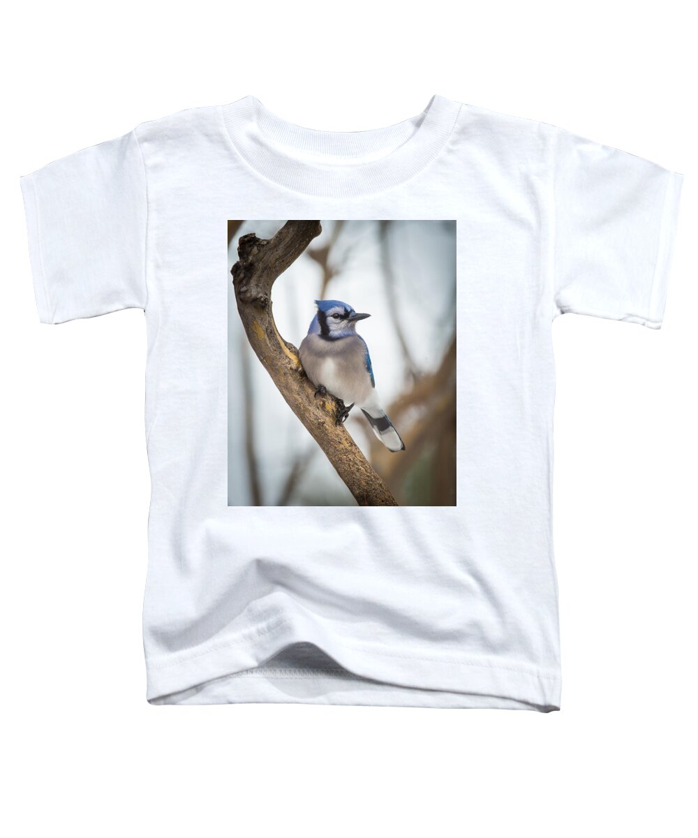 Blue Jay Toddler T-Shirt featuring the photograph Blue Jay by David Downs