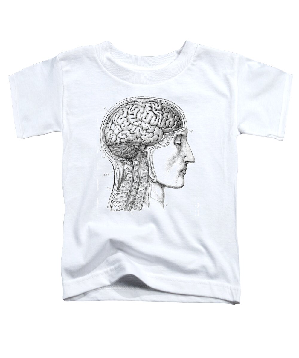 Science Toddler T-Shirt featuring the photograph Brain From Right Side, 1883 by British Library