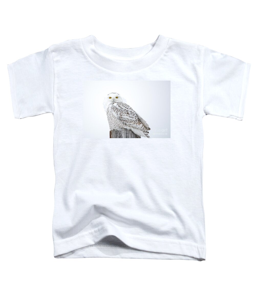 Field Toddler T-Shirt featuring the photograph Centered Snowy Owl by Cheryl Baxter