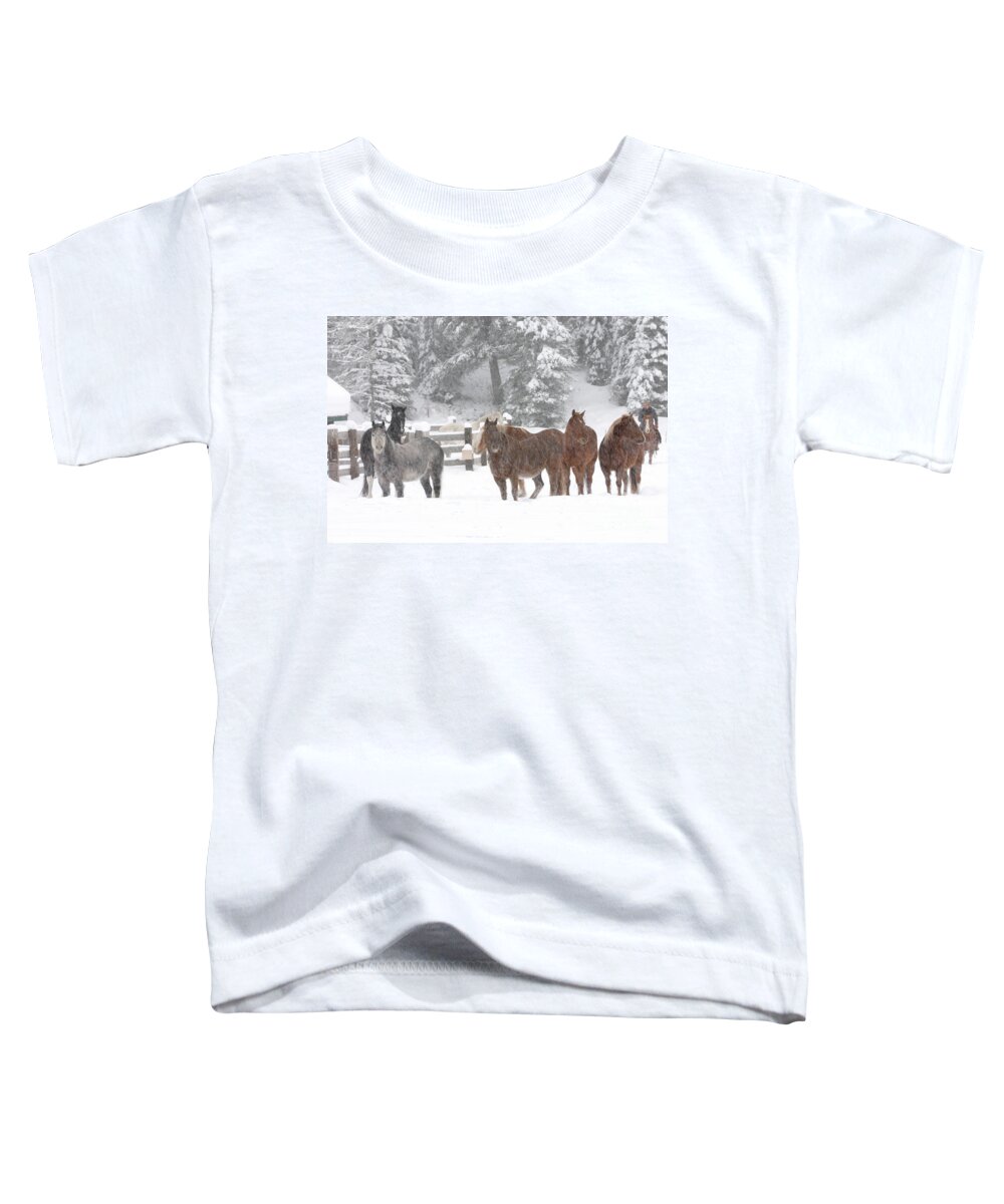 Horses Toddler T-Shirt featuring the photograph Cold Ponnies by Diane Bohna